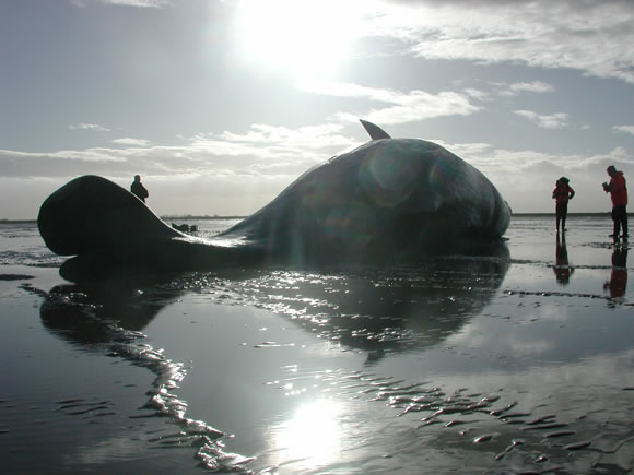 SW2003/84 Stranded sperm whale near Kings Lynn, Norfolk © CSIP ZSL